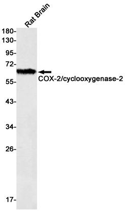 COX2 Rabbit mAb