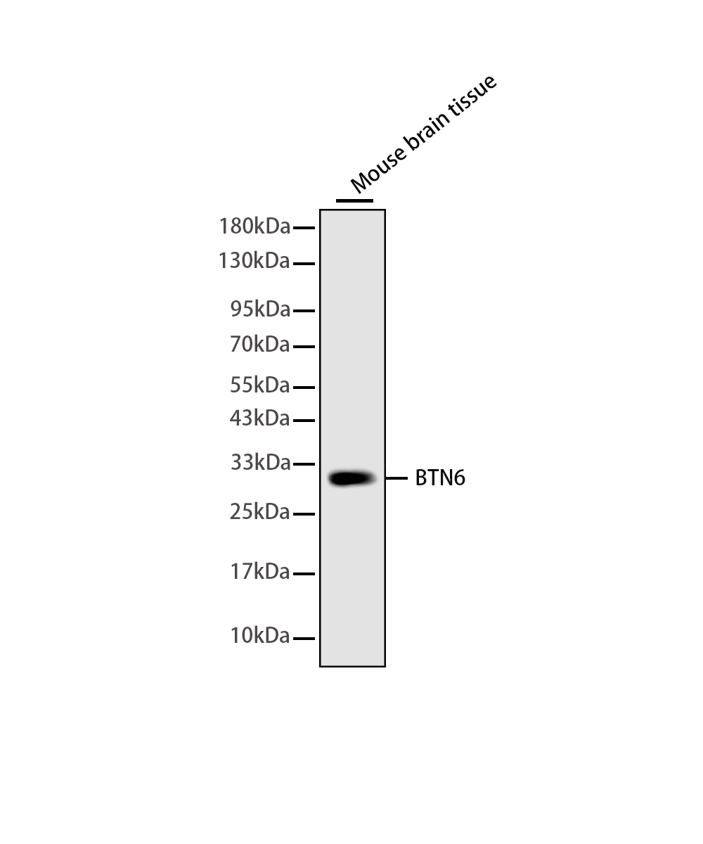 Myelin oligodendrocyte glycoprotein Rabbit mAb