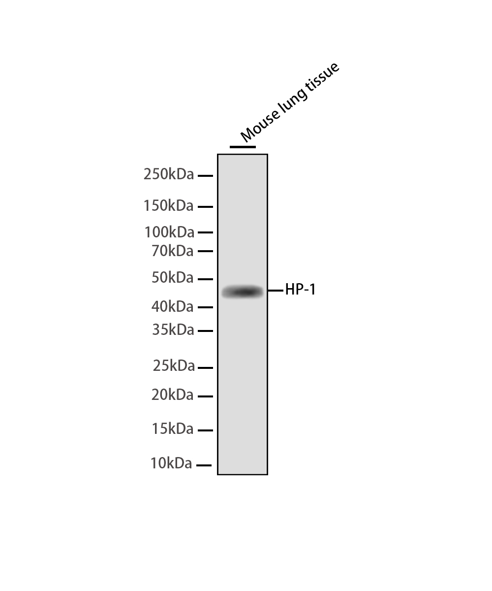 Haptoglobin Rabbit mAb