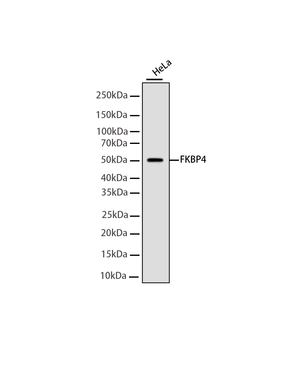 FKBP4 Rabbit mAb