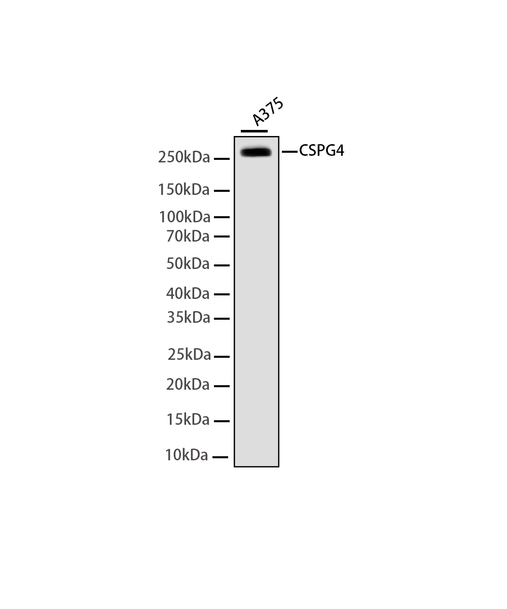 CSPG4 Rabbit mAb