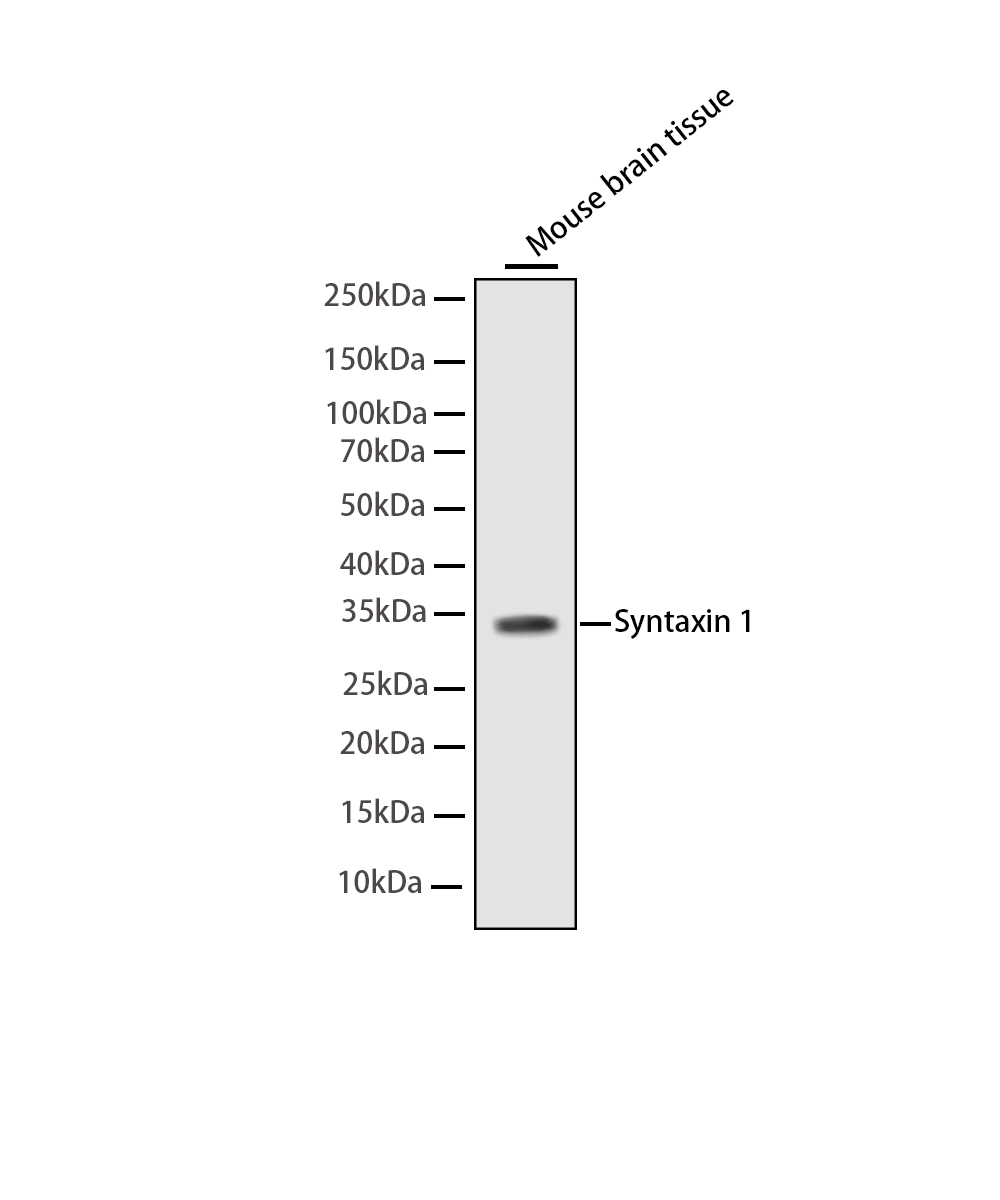 Syntaxin 1A Rabbit mAb
