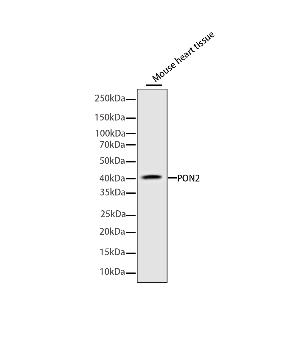 PON2 Rabbit mAb