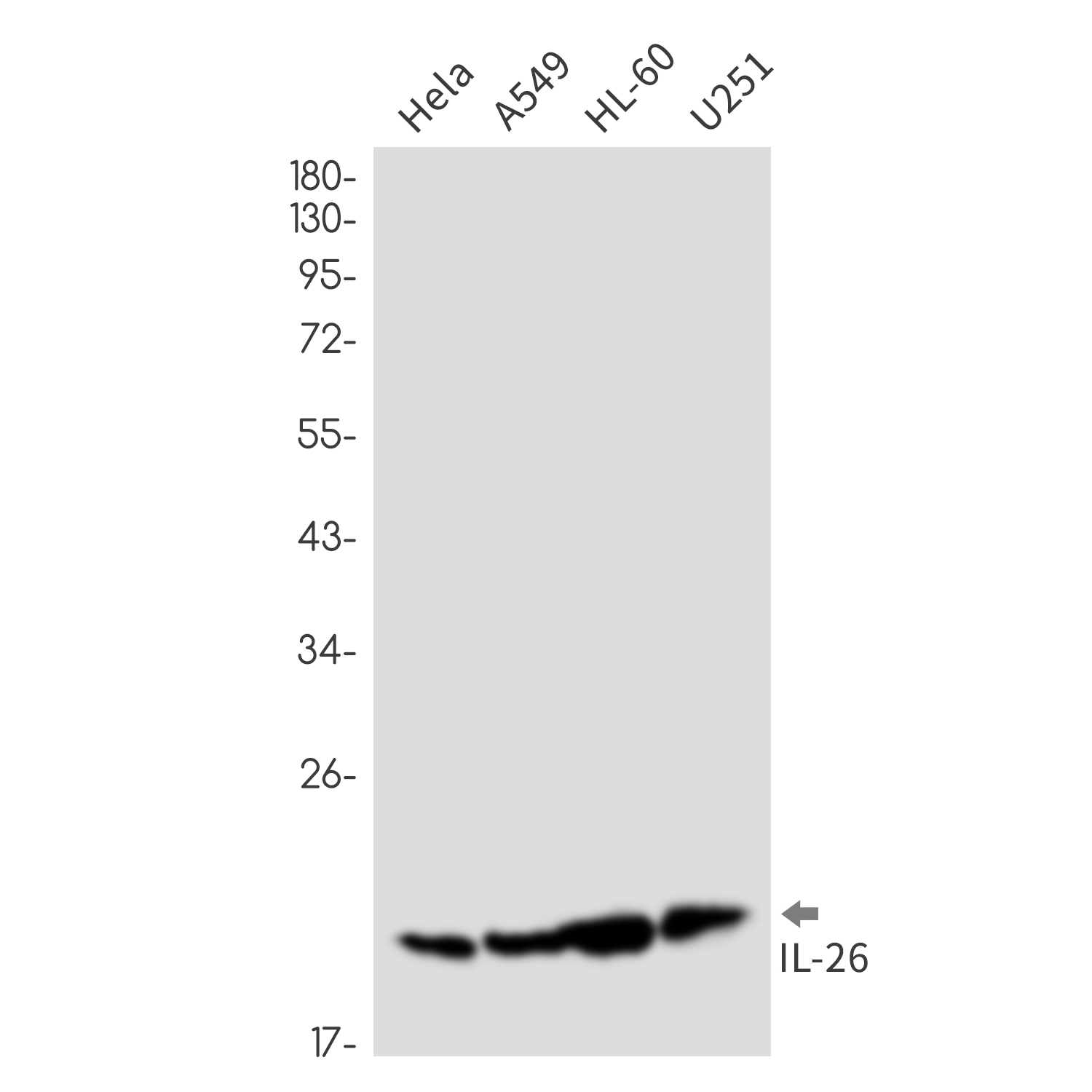 IL 26 Rabbit mAb