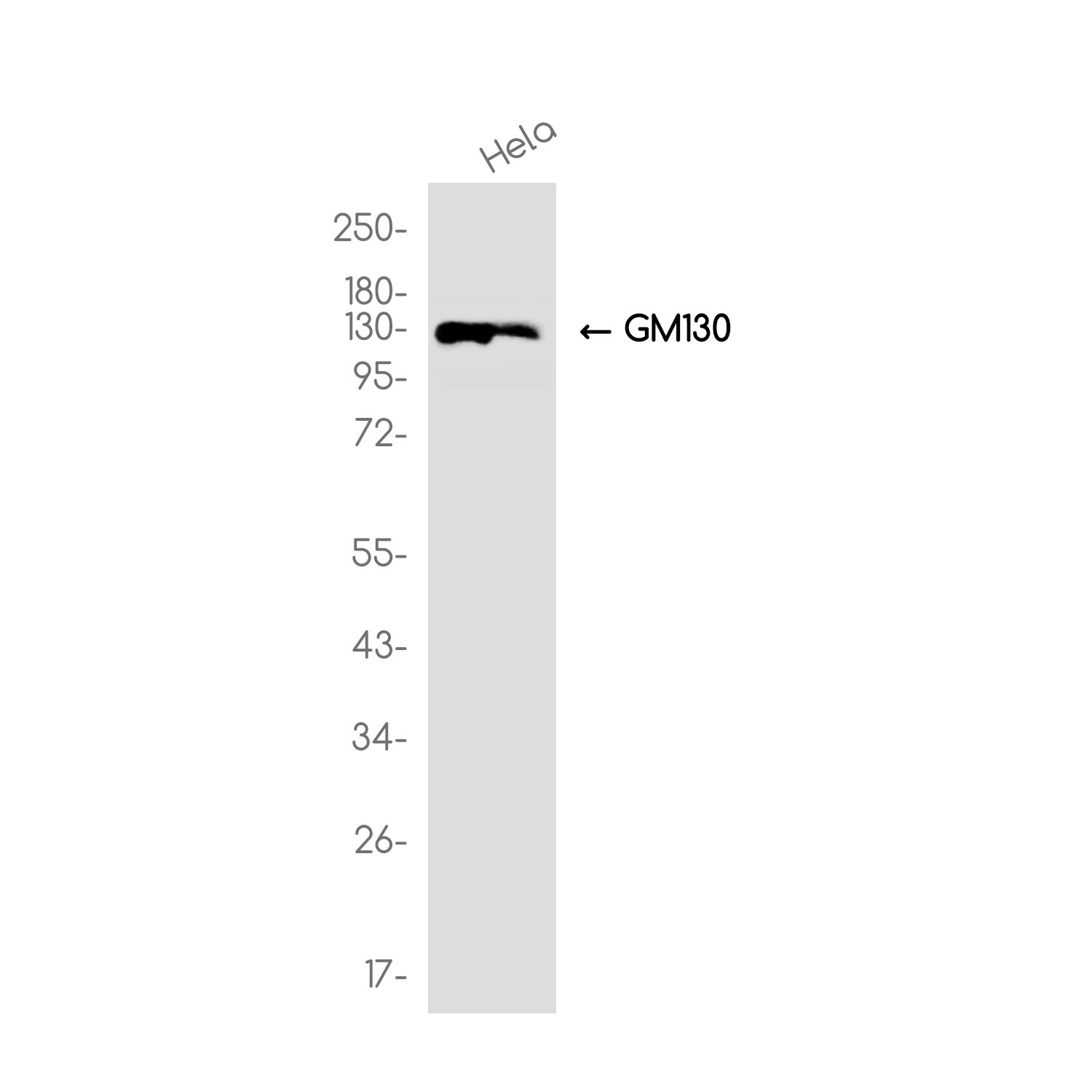 GM130 Rabbit mAb