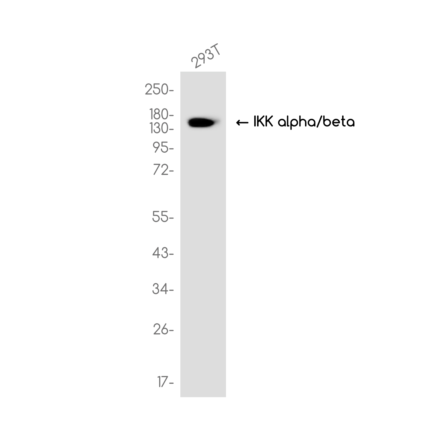 IKK alpha/beta Rabbit mAb