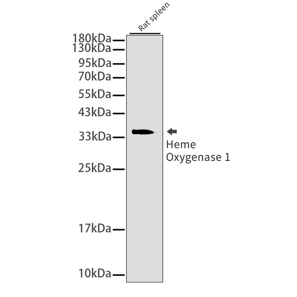 Heme Oxygenase 1 Rabbit mAb