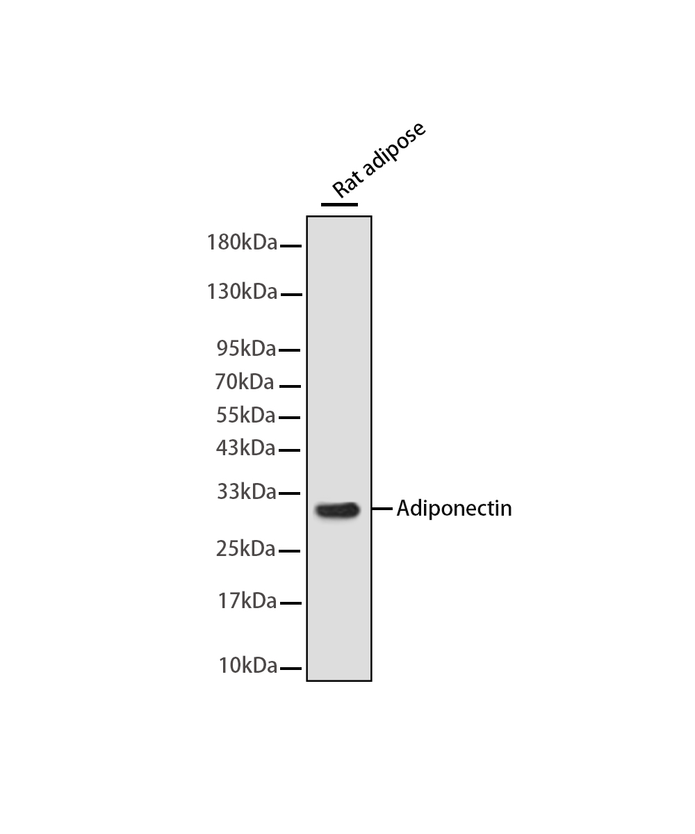 Adiponectin Rabbit mAb