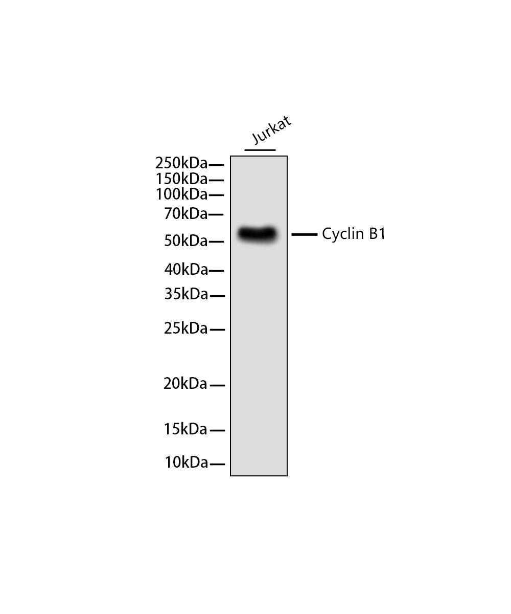 Cyclin B1 Rabbit mAb