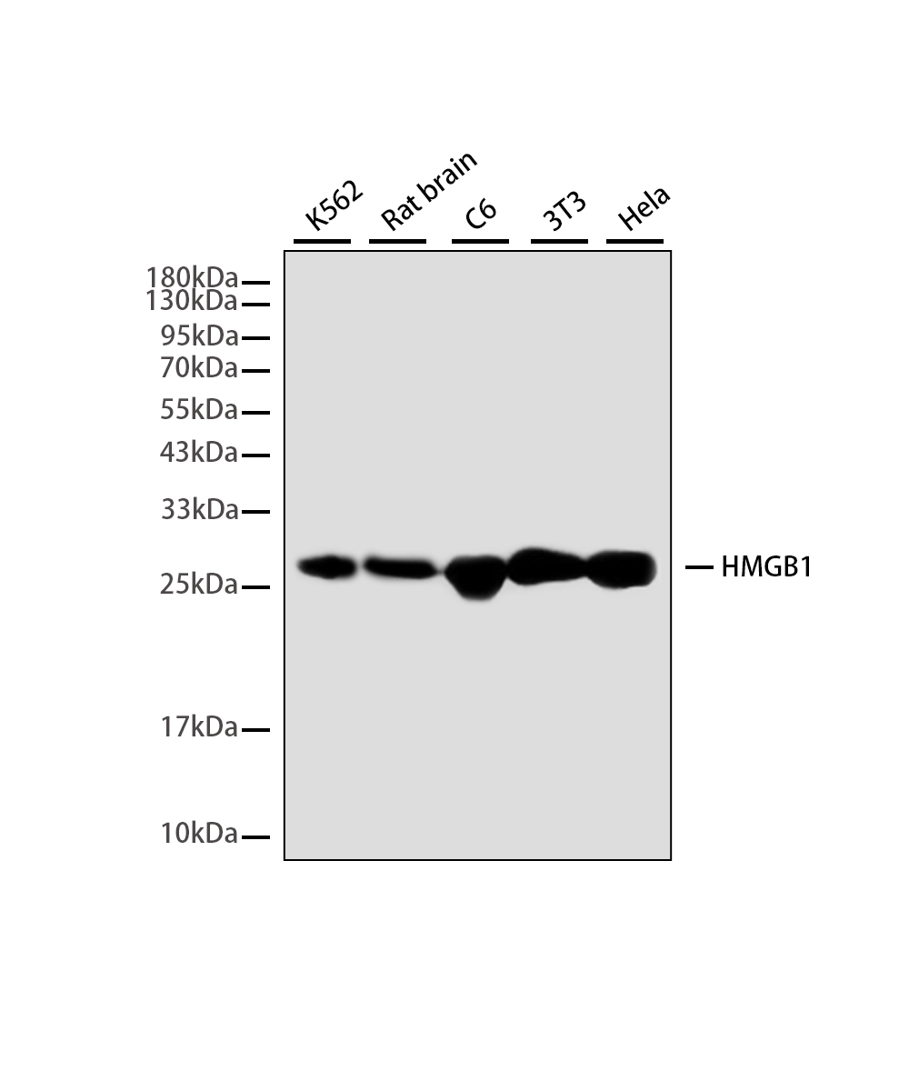 HMGB1 Rabbit mAb