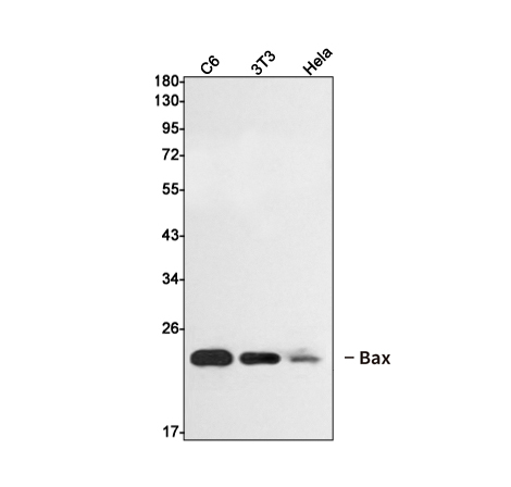 Bax Rabbit mAb