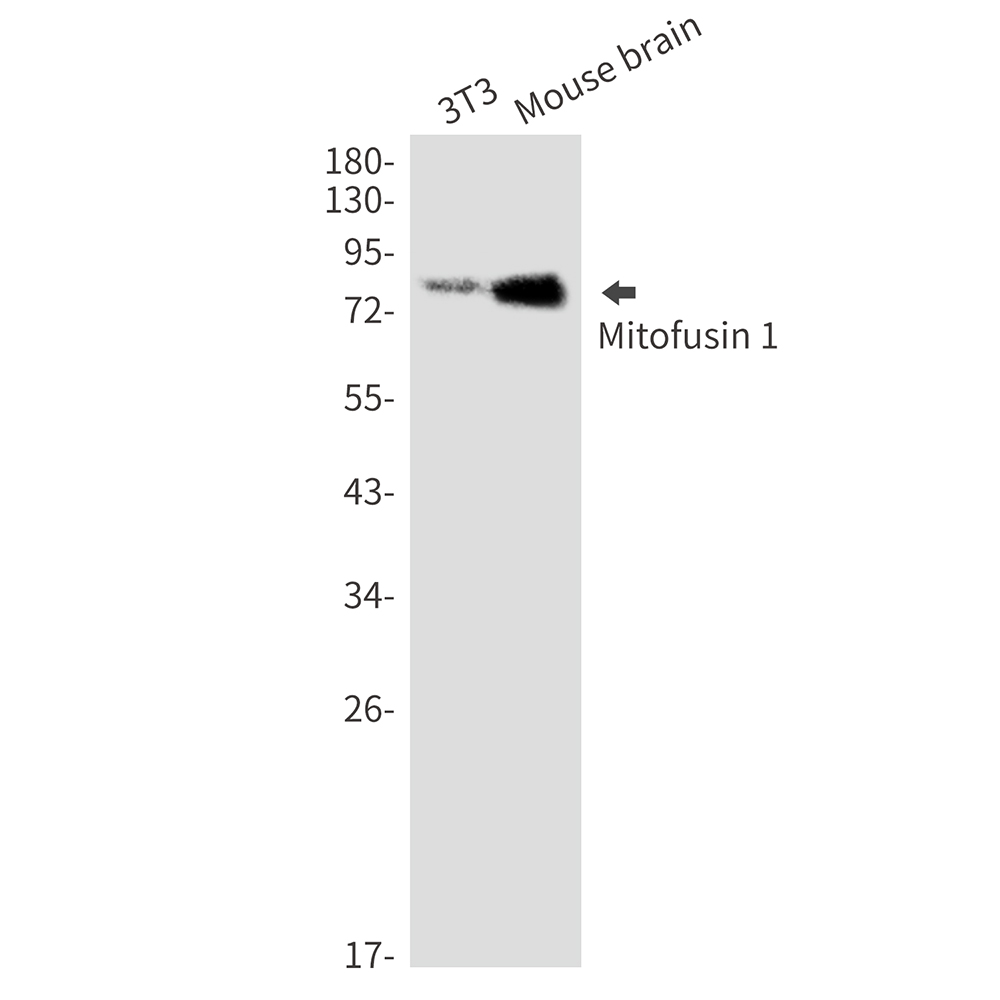 Mitofusin 1 Rabbit mAb