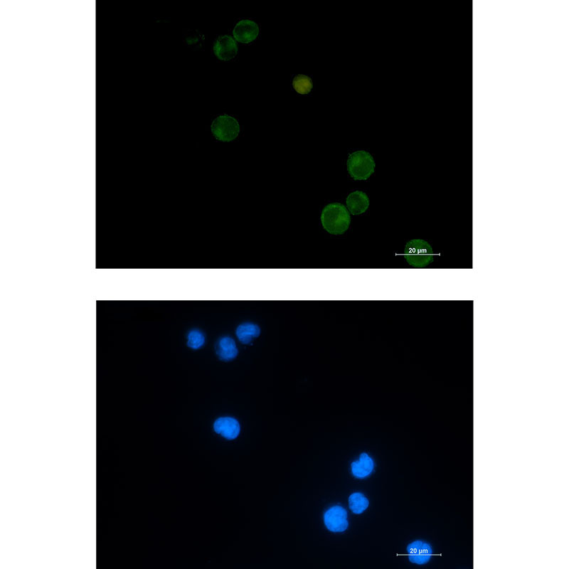 Semaphorin 4D Rabbit mAb