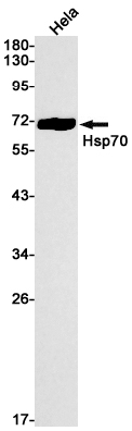 Hsp70 Rabbit mAb