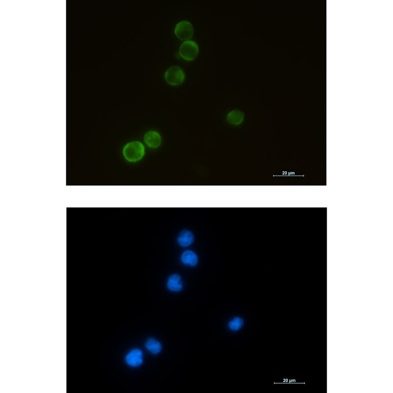 ELMO1 Rabbit mAb