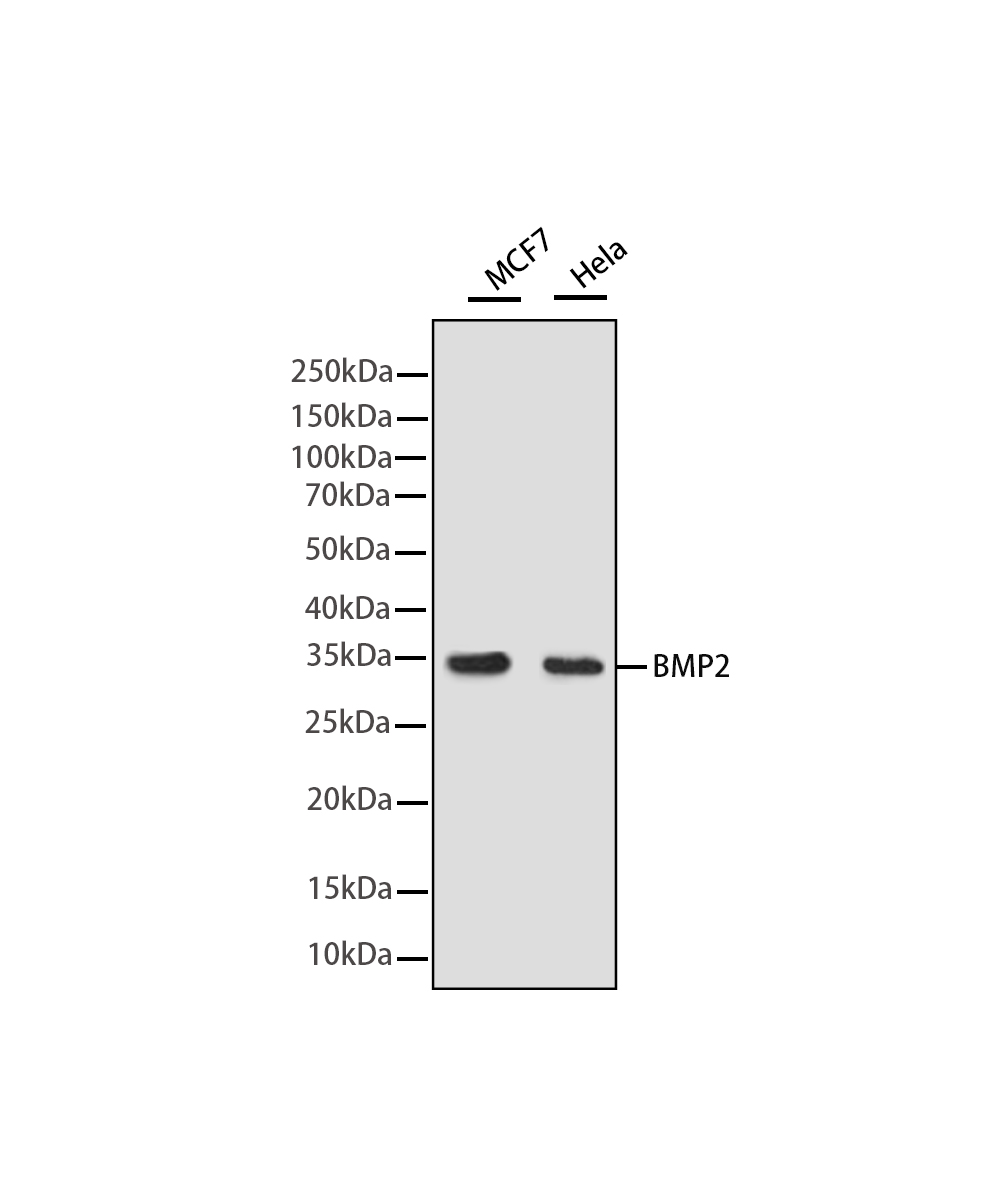 BMP2 Rabbit mAb