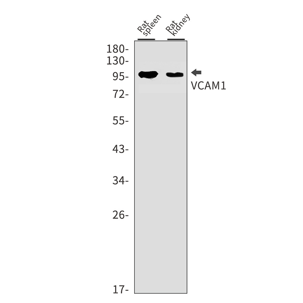 VCAM1 Rabbit mAb