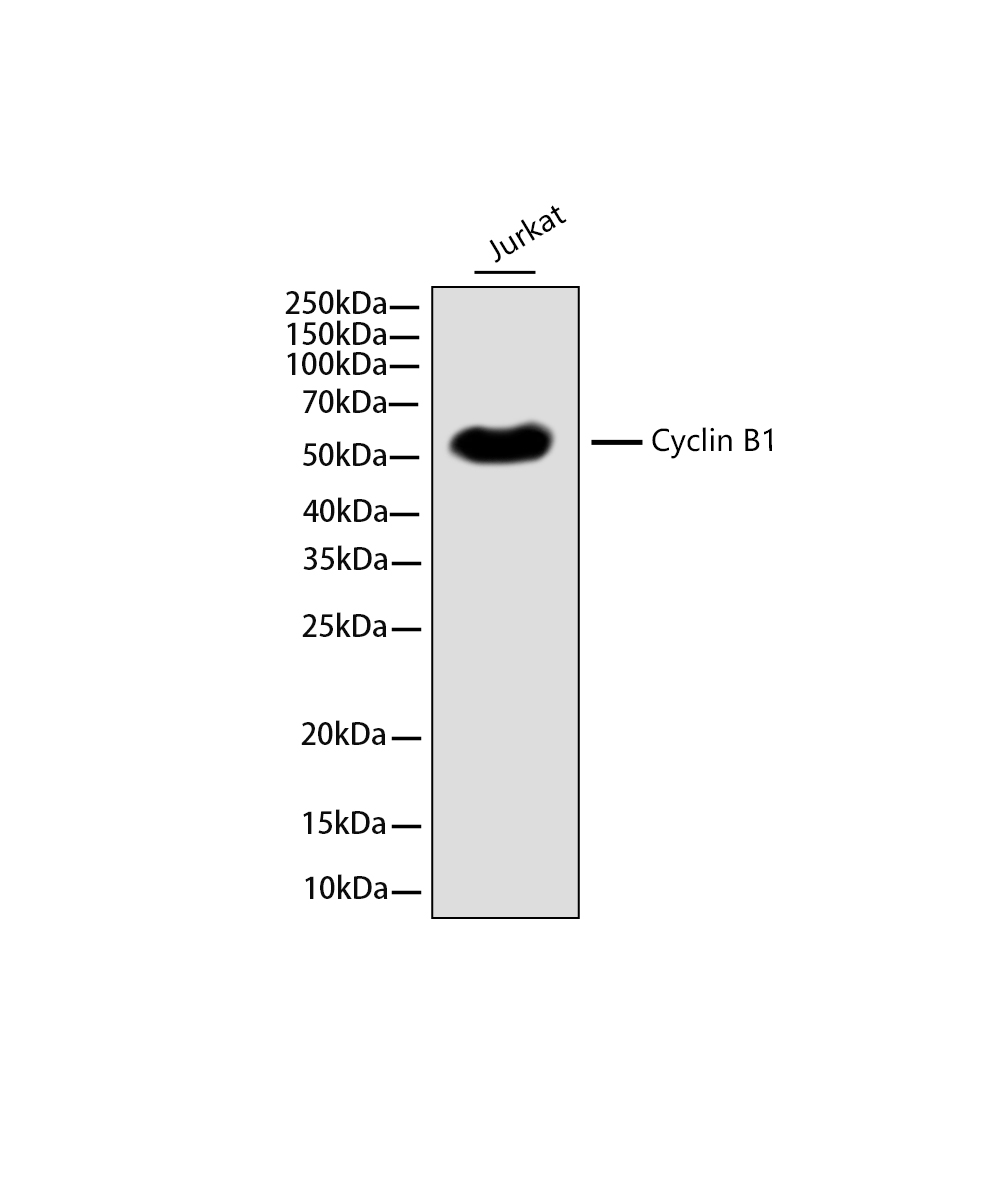 Cyclin B1 Rabbit mAb