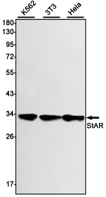 StAR Rabbit mAb