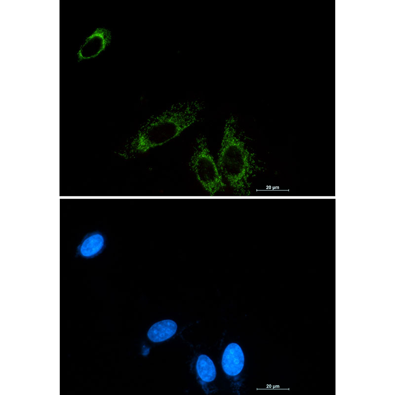 P2Y6 Rabbit mAb