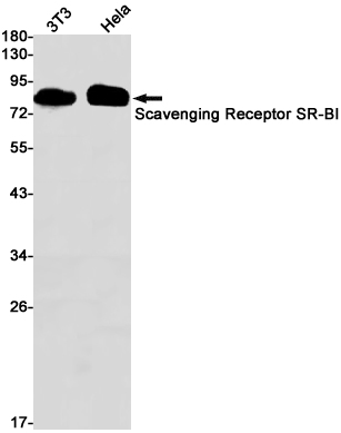 Scavenging Receptor SR-BI Rabbit mAb