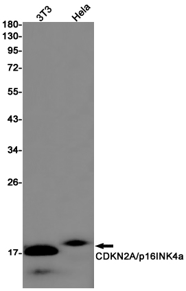 CDKN2A Rabbit mAb