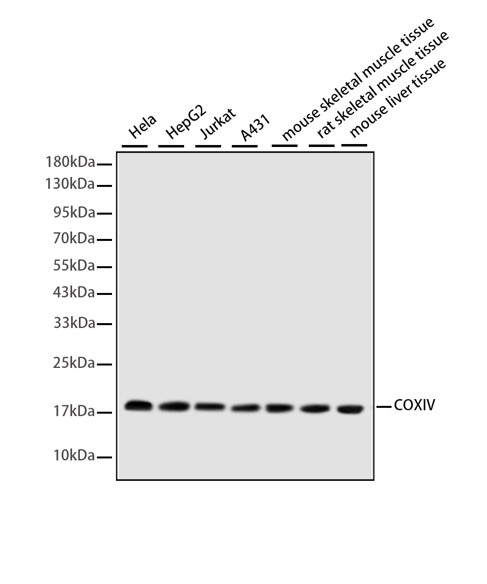 COX4 Rabbit mAb