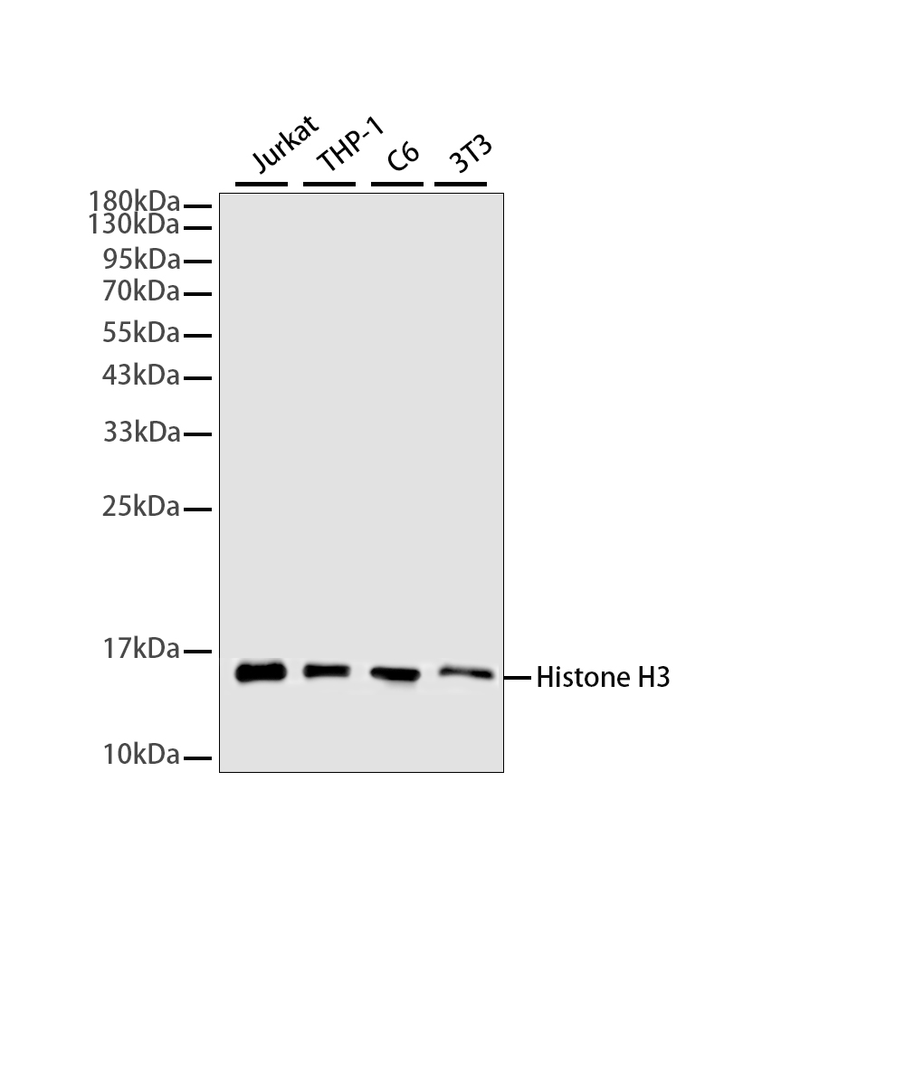 Histone-H3 Rabbit mAb