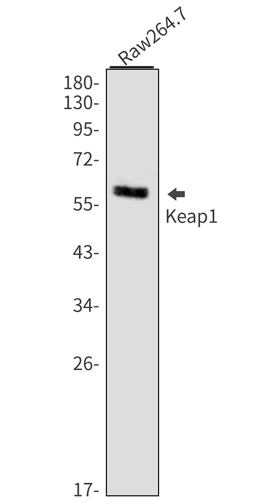 Keap1 Rabbit mAb